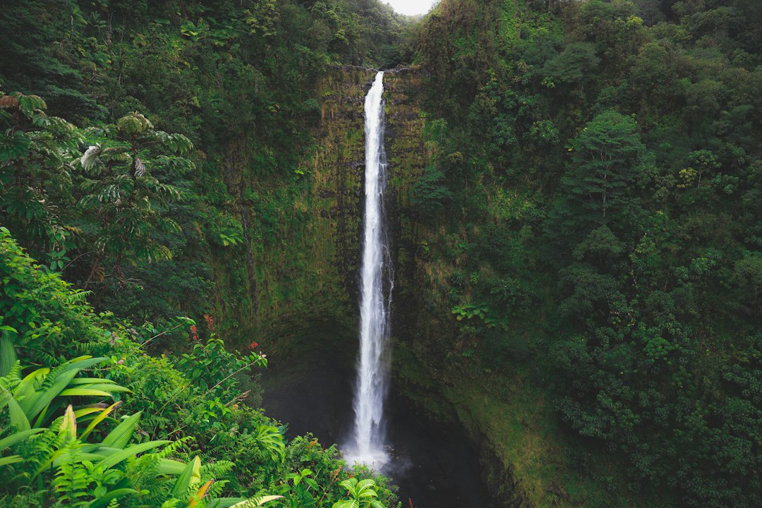Akaka Falls dropping through green rainforest