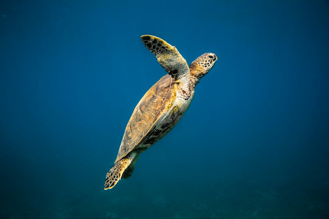 Green sea turtle in Kapalua Bay on Maui