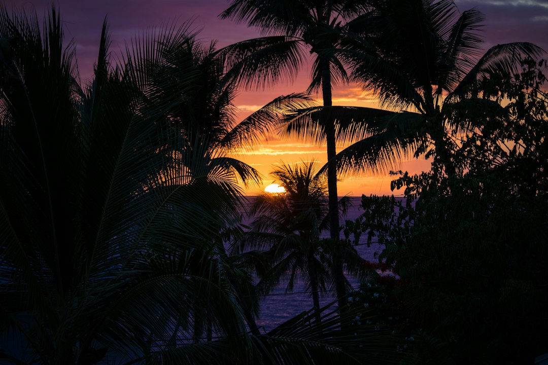 Palm trees silhouetted against a Hawaiian sunset