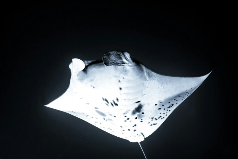 Manta ray underwater at night near Kalaoa on Hawaii Island