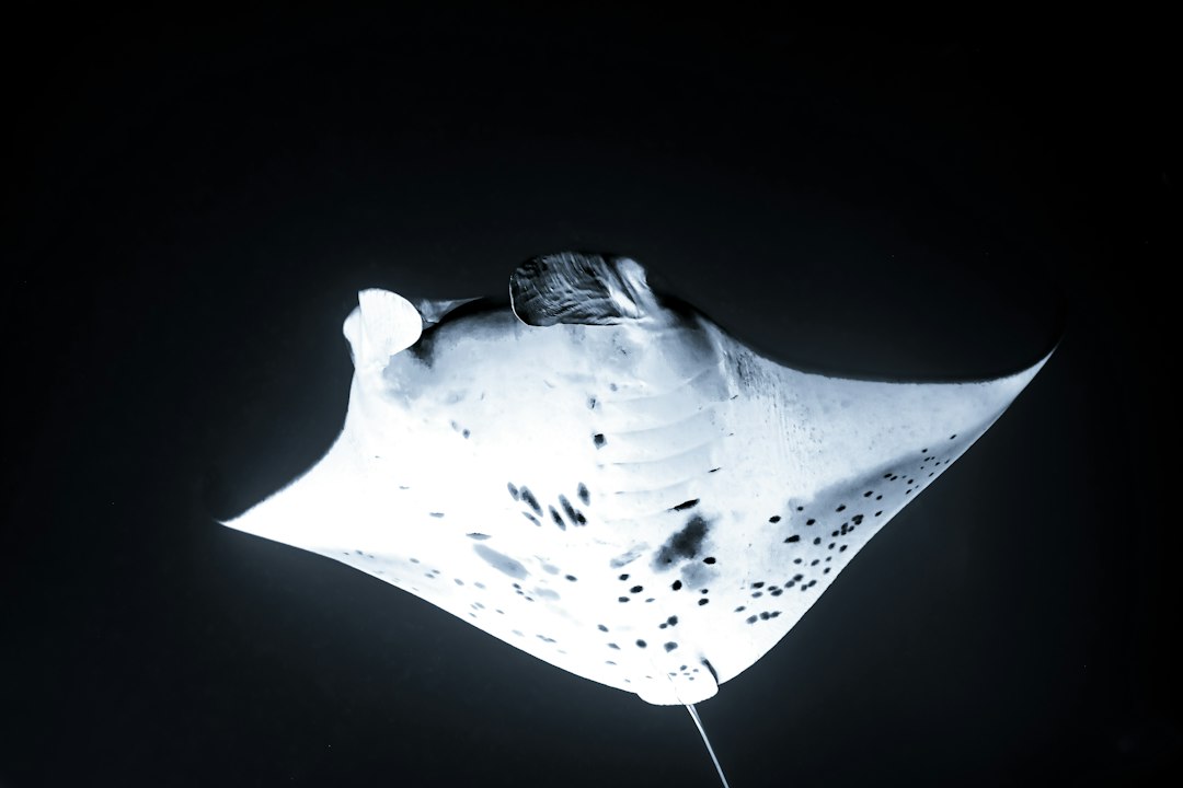 Manta ray underwater at night near Kalaoa on Hawaii Island