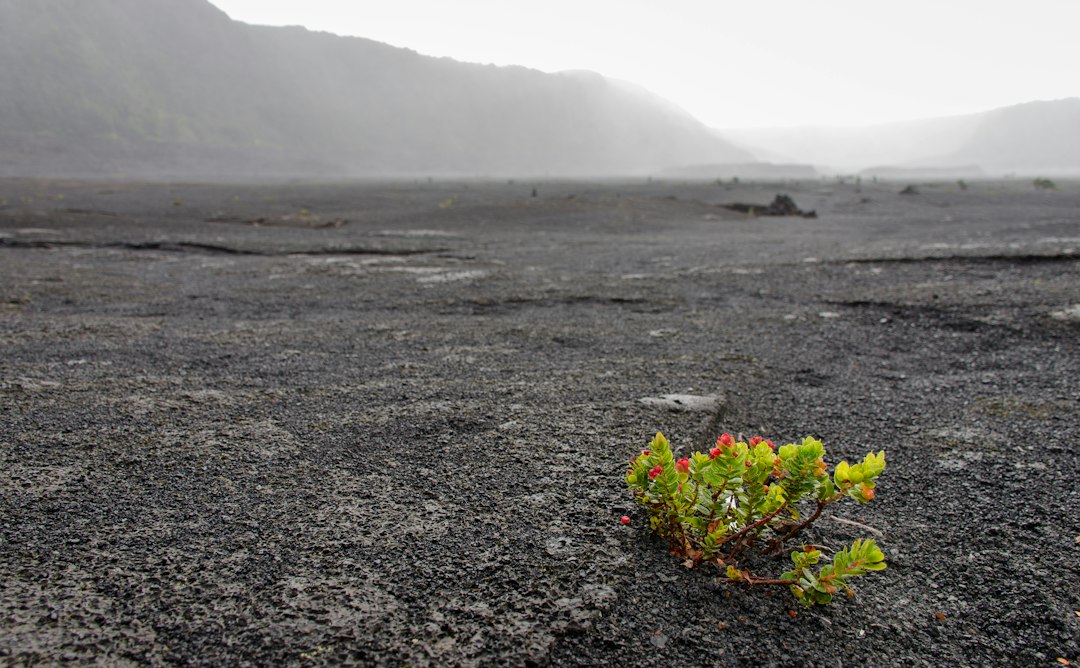 Ohelo vegetation growing on lava in a volcanic caldera