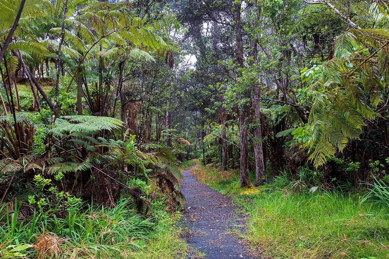Ohia forest near Nahuku in Hawaii Volcanoes National Park