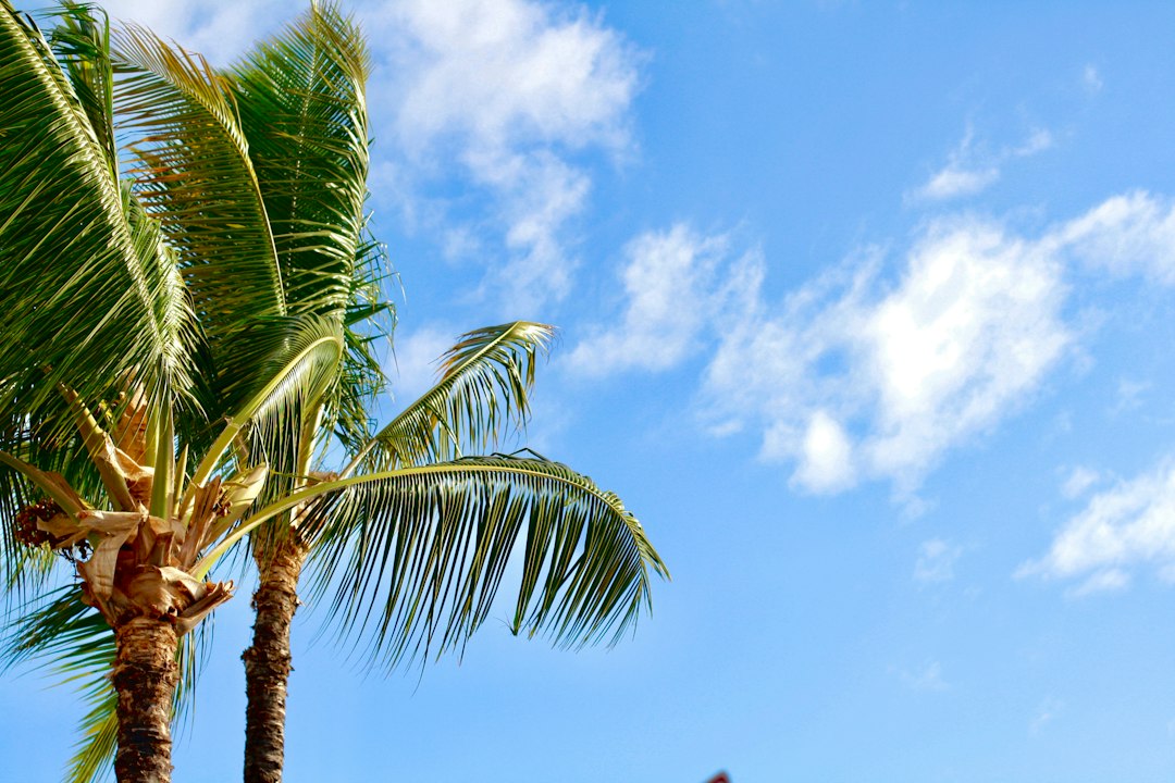 Tropical palms beneath a blue sky
