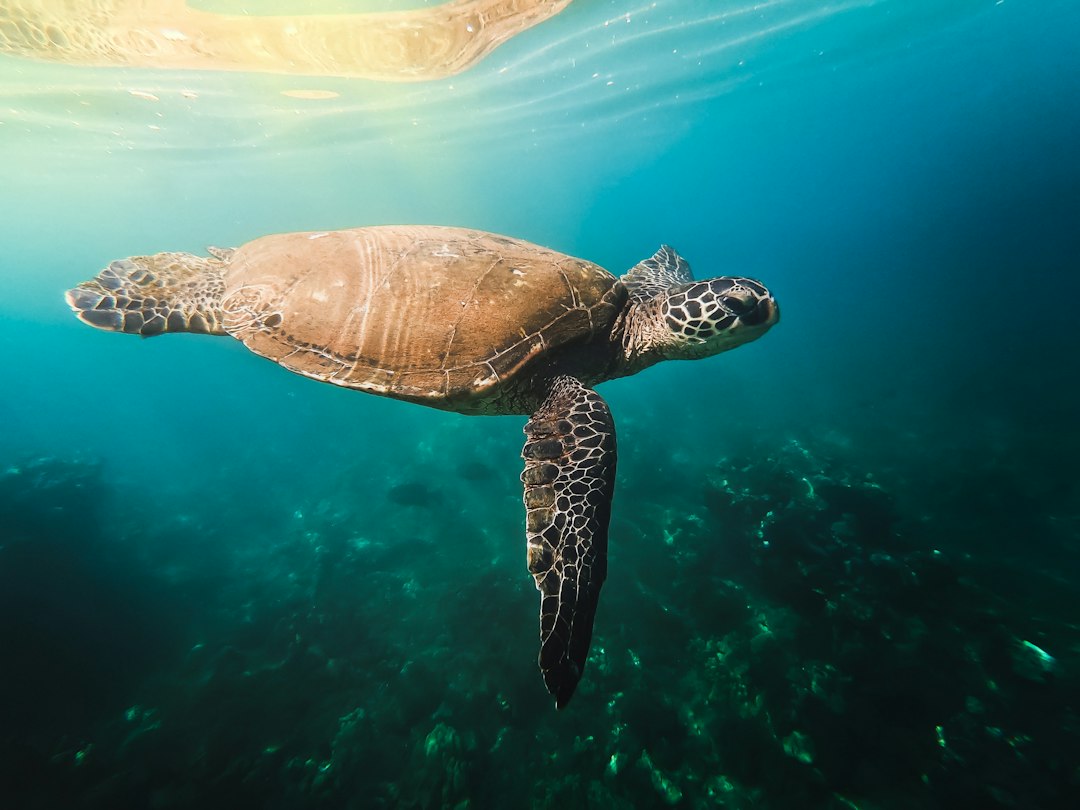 Sea turtle swimming in waters off Maui