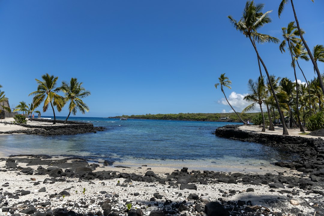 Tropical shoreline with palm trees and blue water
