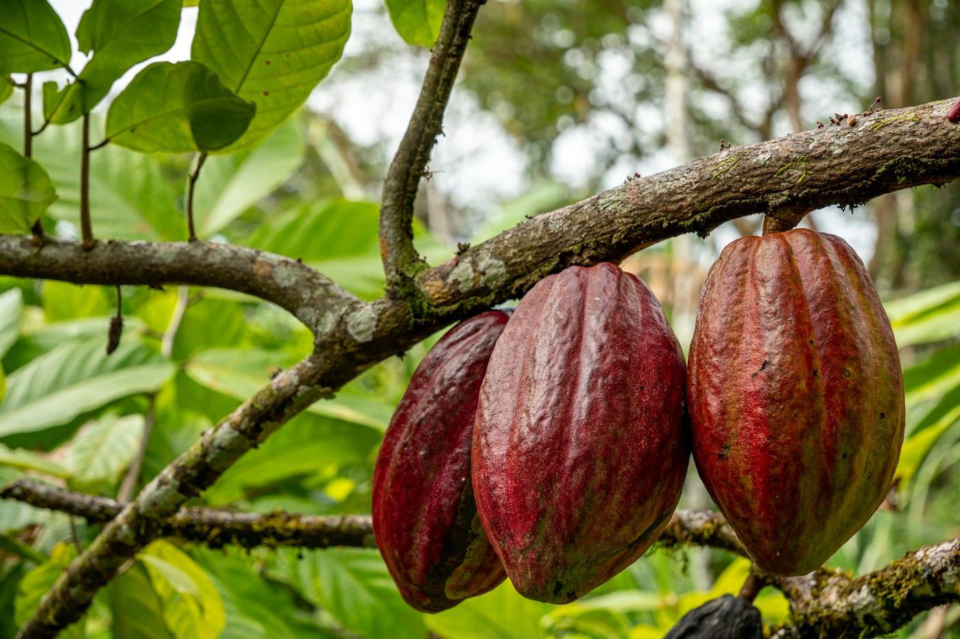 Cacao pods growing on a tree at Veronica’s Place Permaculture Farm; illustrative photograph, not the Kona attraction