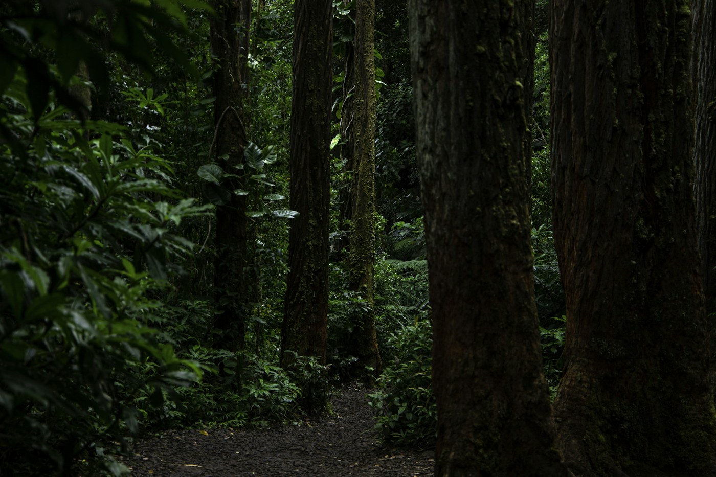 Trees and green foliage in a forest; illustrative photograph, not identified as Kona Cloud Forest Sanctuary